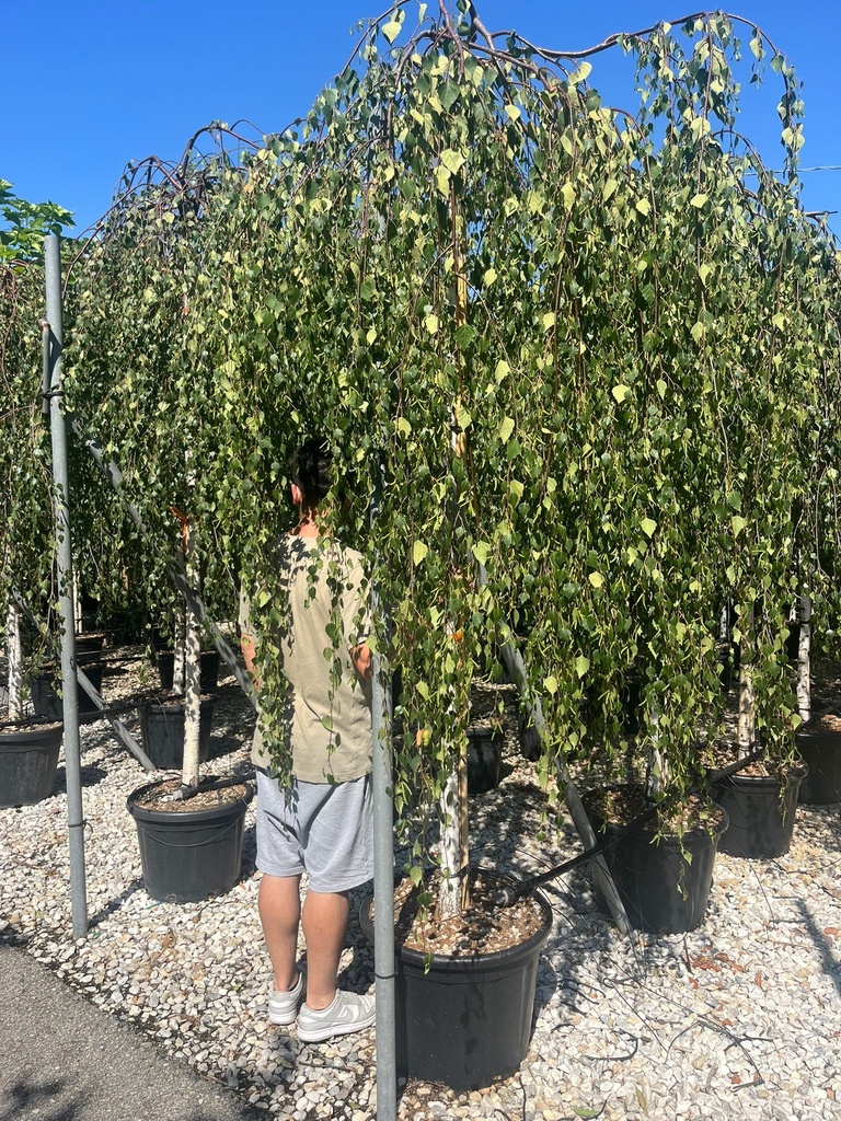 BETULA PENDULA 'YONGII' (BETULA PIANGENTE)