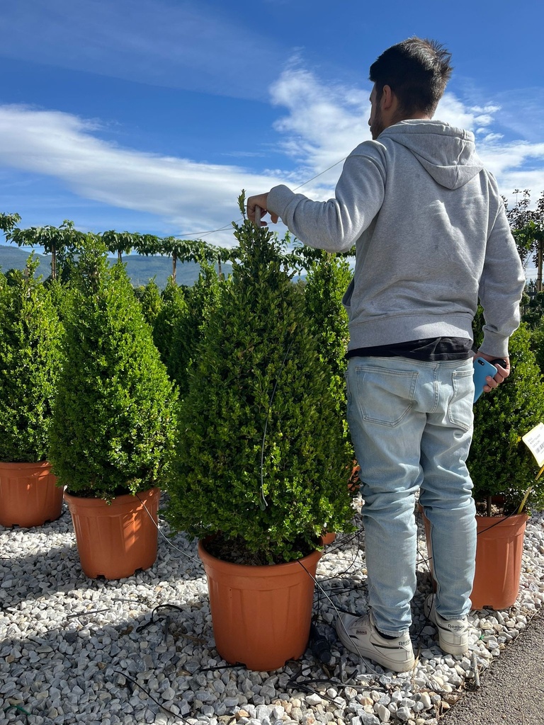 BUXUS MICROPHYLLA 'FAULKNER' A CONO