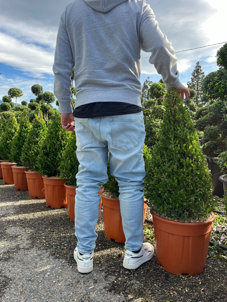 BUXUS MICROPHYLLA 'FAULKNER' A CONO