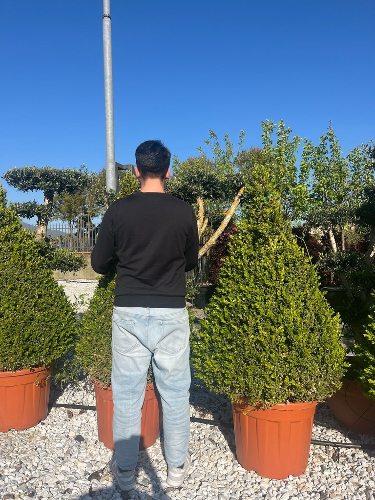 BUXUS MICROPHYLLA 'FAULKNER' A CONO