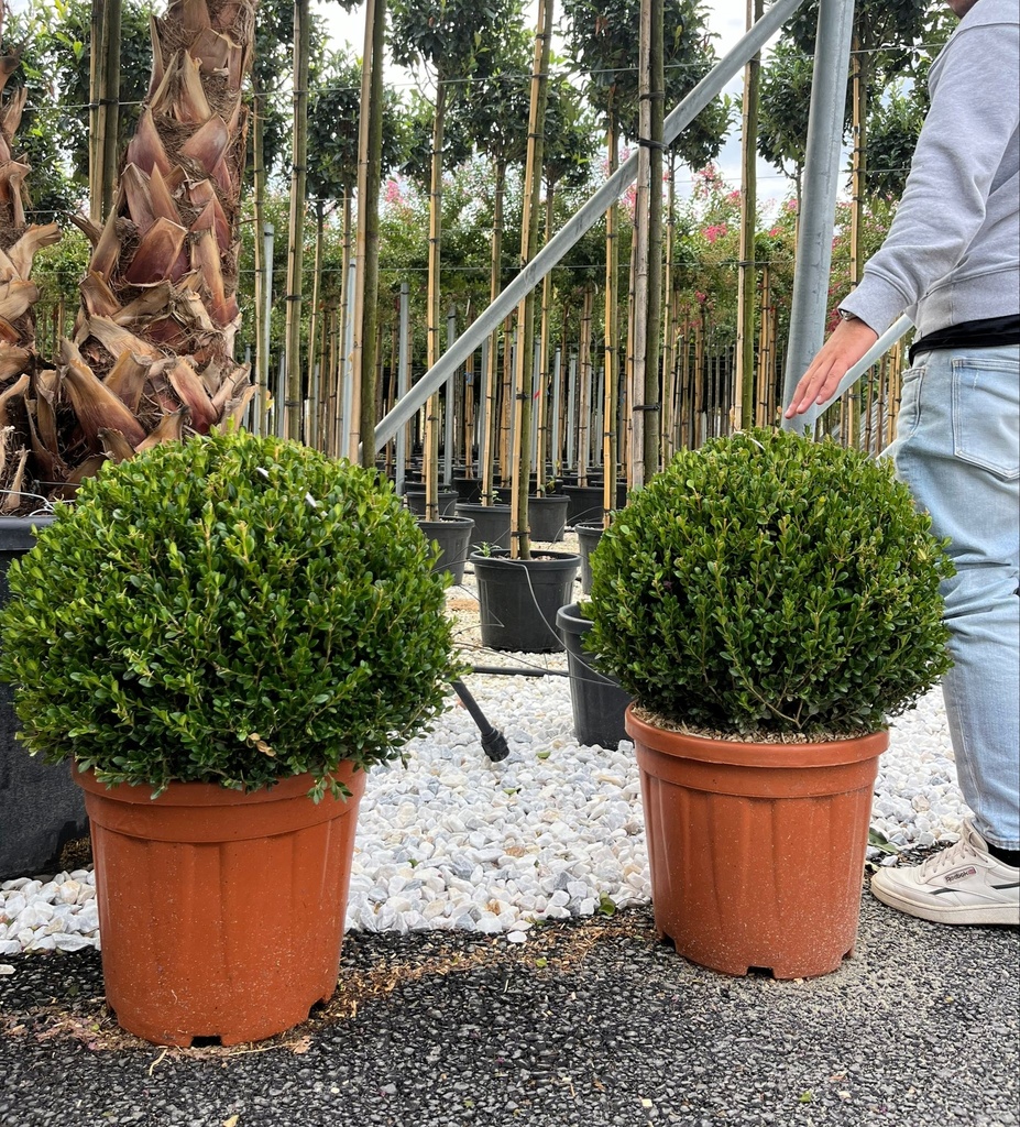 BUXUS MICROPHYLLA 'FAULKNER' A SFERA