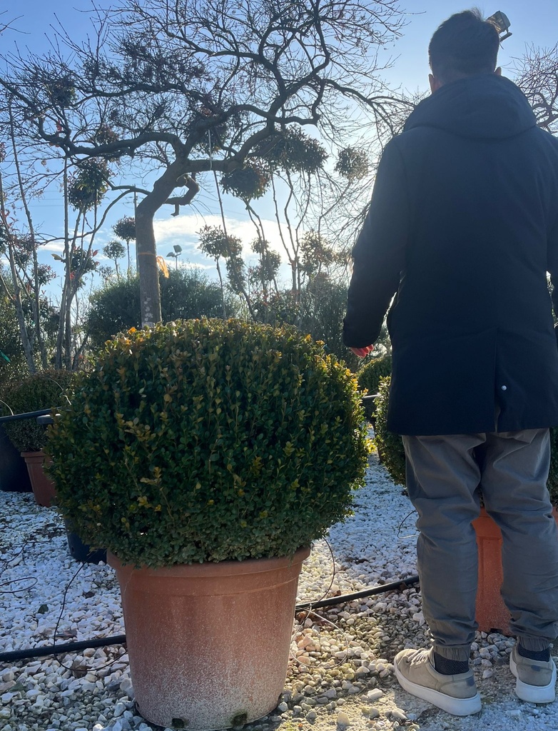 BUXUS MICROPHYLLA 'FAULKNER' A SFERA