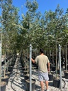 CELTIS AUSTRALIS (BAGOLARO O SPACCASASSI)