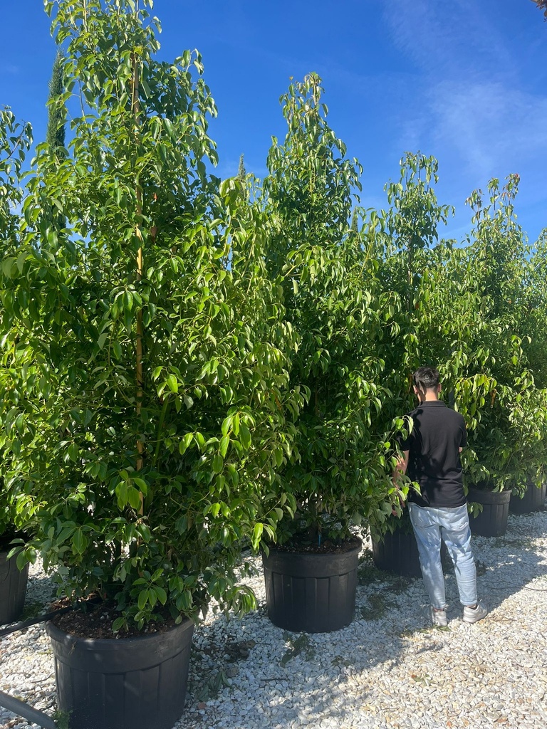 CINNAMOMUM CAMPHORA