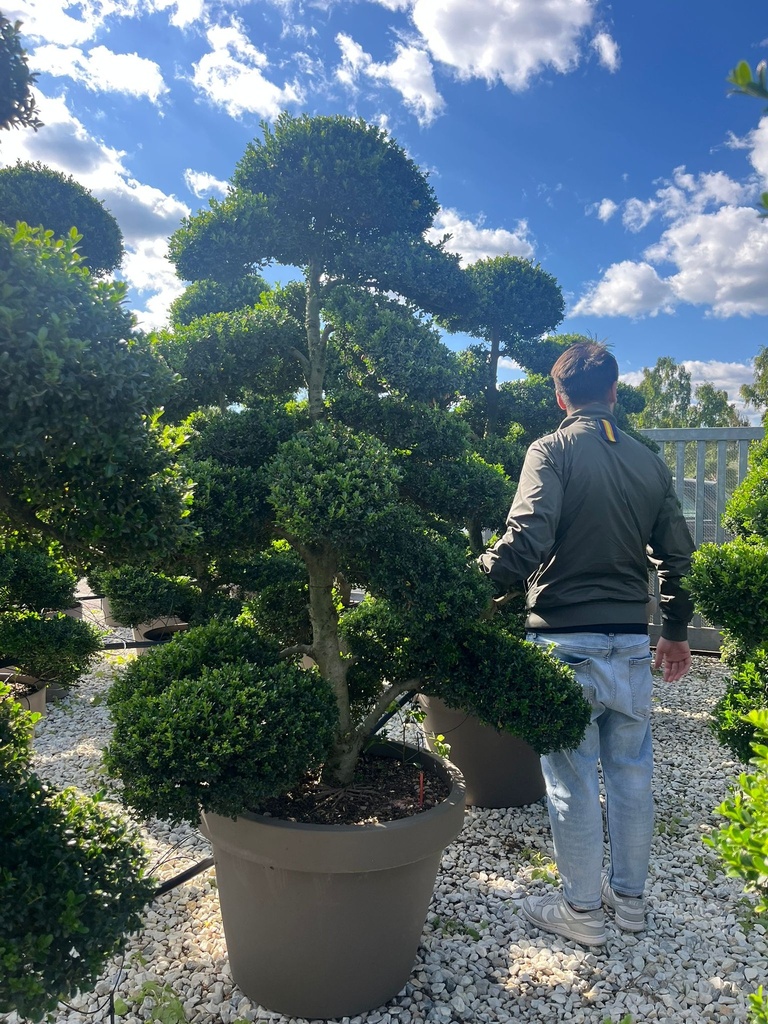 ILEX CRENATA 'KINME' BONSAI EXTRA