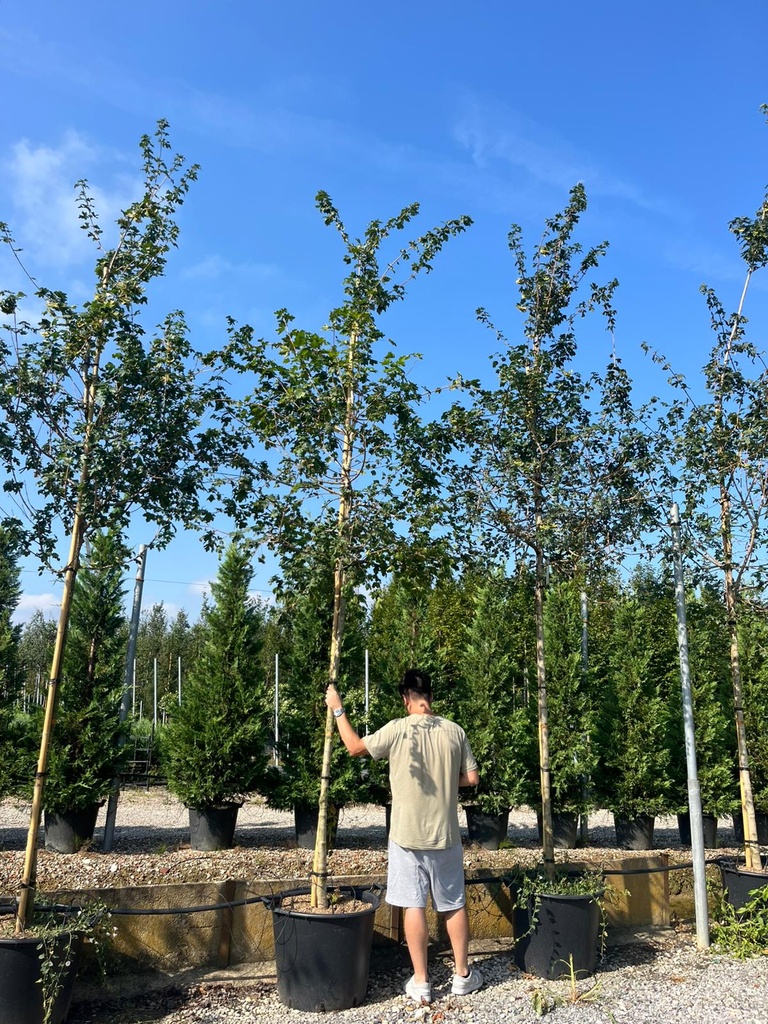 ACER CAMPESTRE
