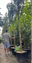 ACER CAMPESTRE 'ELSRIJK'