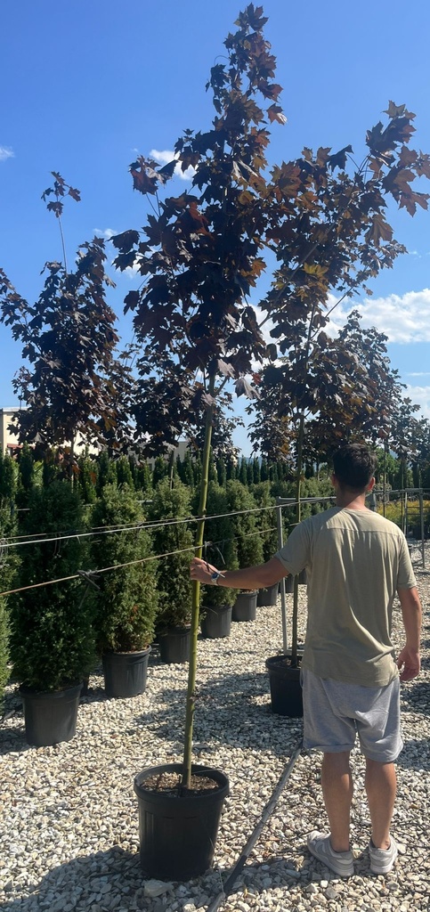 ACER PLATANOIDES 'CRIMSON KING'