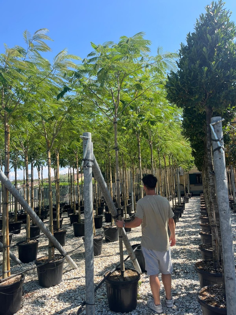 ALBIZIA JULIBRISSIN 'OMBRELLA'