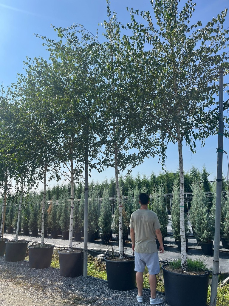 BETULA PENDULA ( BETULA ALBA - BETULA VERRUCOSA) (BETULLA COMUNE)