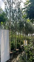 BETULA UTILIS 'DOORENBOS' (BETULA JACQUEMONTII)