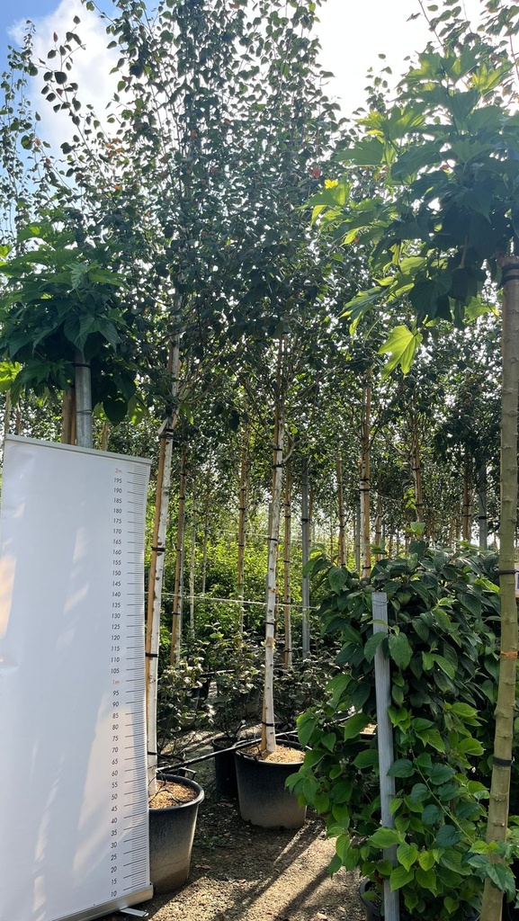 BETULA UTILIS 'DOORENBOS' (BETULA JACQUEMONTII)