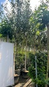 BETULA UTILIS 'DOORENBOS' (BETULA JACQUEMONTII)