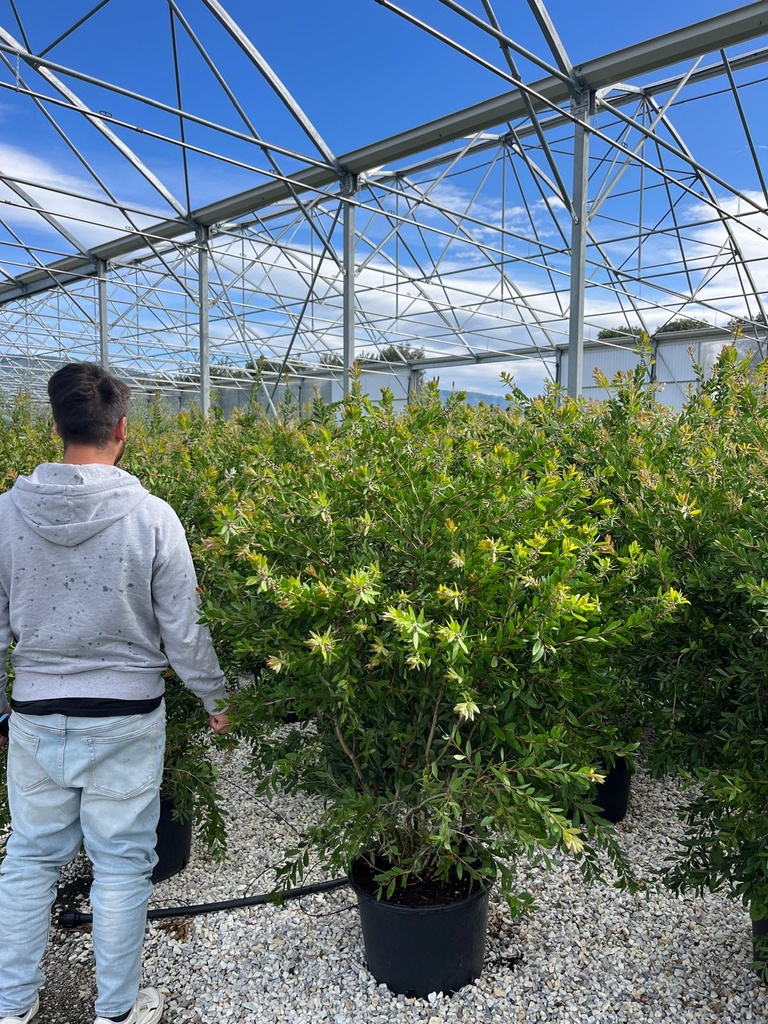 CALLISTEMON LAEVIS