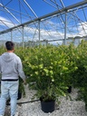 CALLISTEMON LAEVIS