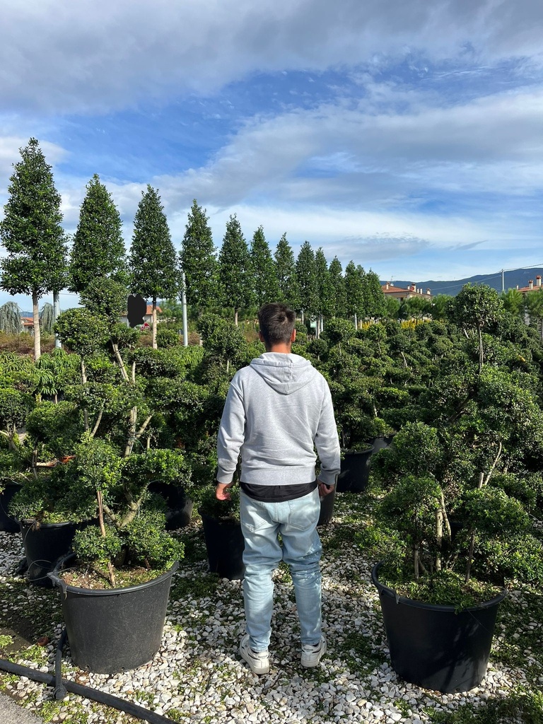 ILEX CRENATA 'KINME' BONSAI