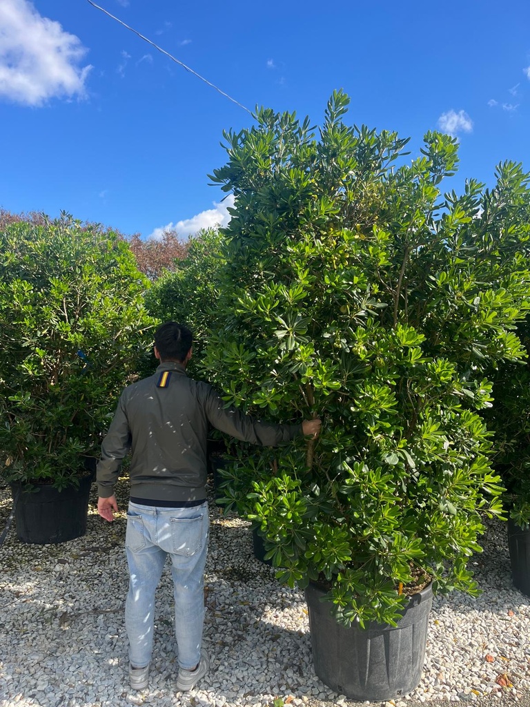 PITTOSPORUM TOBIRA EXTRA