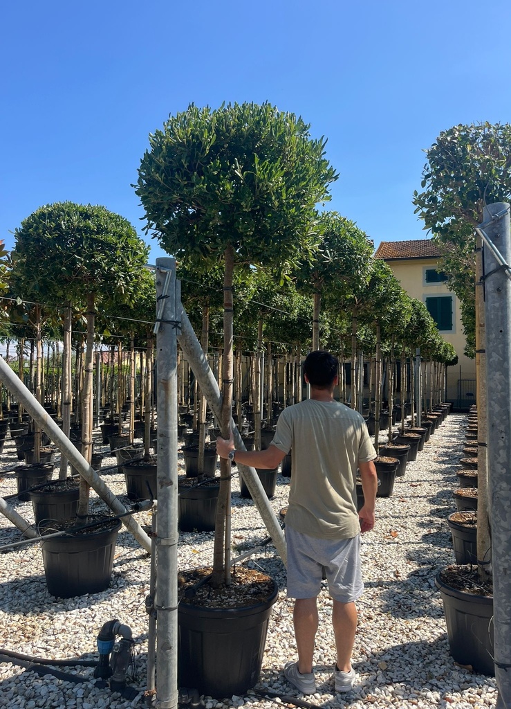 PITTOSPORUM TOBIRA ALTO FUSTO