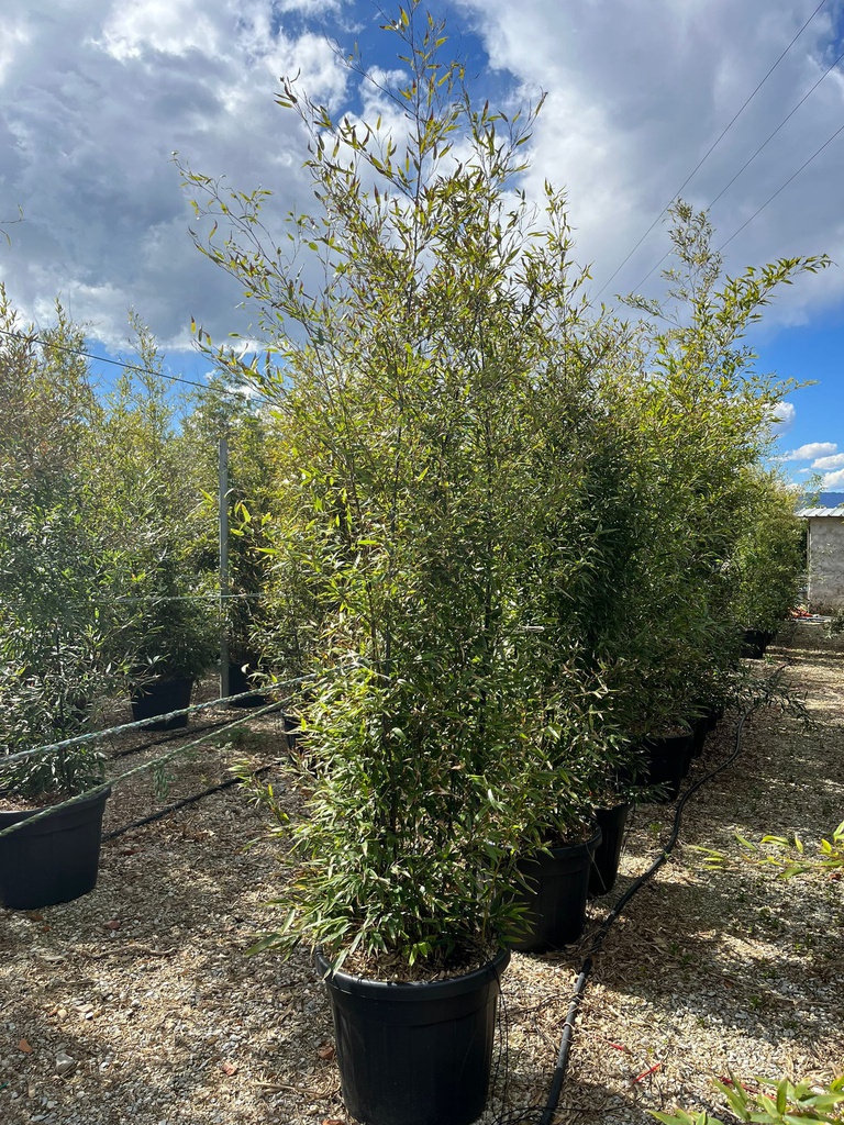 PHYLLOSTACHYS NIGRA (BAMBU CANNA NERA)