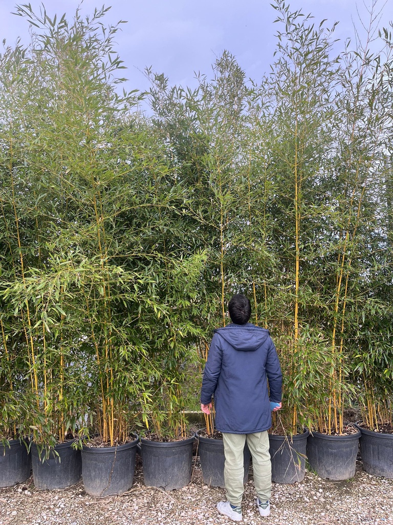 PHYLLOSTACHYS AUREOSULCATA 'SPECTABILIS' (BAMBU MEDI)