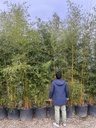 PHYLLOSTACHYS AUREOSULCATA 'SPECTABILIS' (BAMBU MEDI)