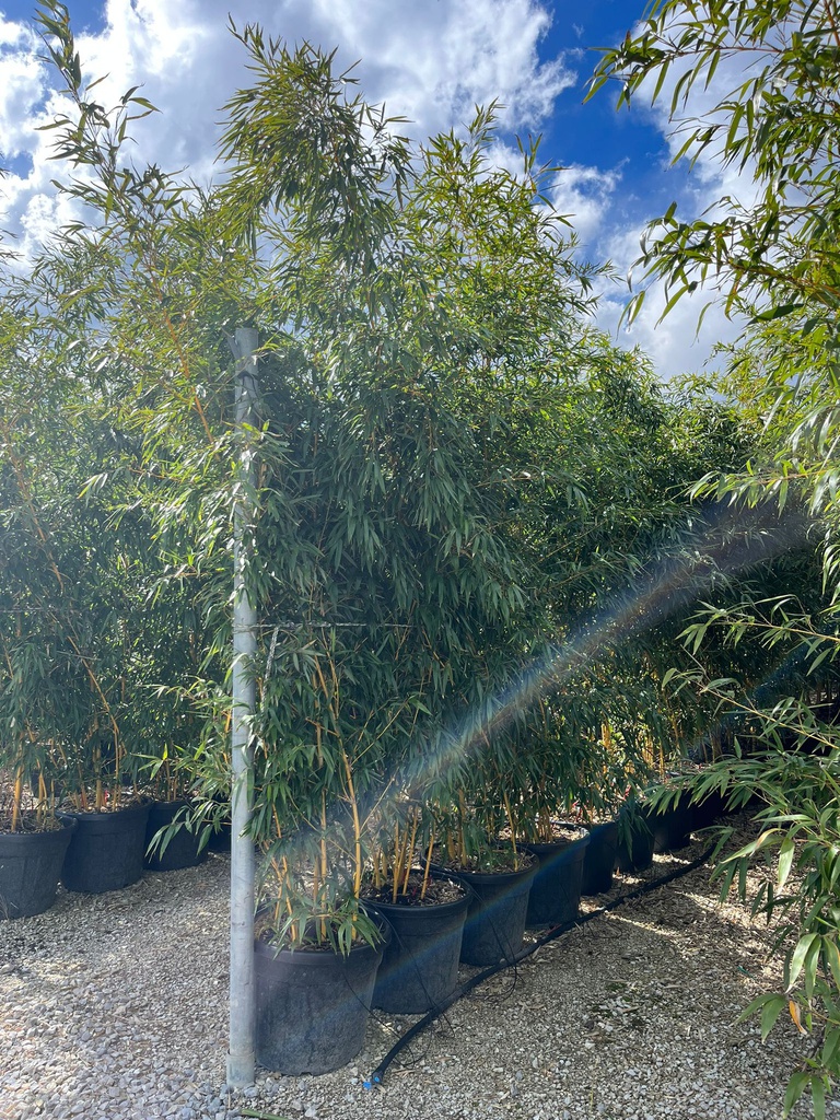 PHYLLOSTACHYS VIVAX 'AUREOCALIUS' (BAMBU' GIGANTI)