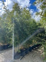 PHYLLOSTACHYS VIVAX 'AUREOCALIUS' (BAMBU' GIGANTI)