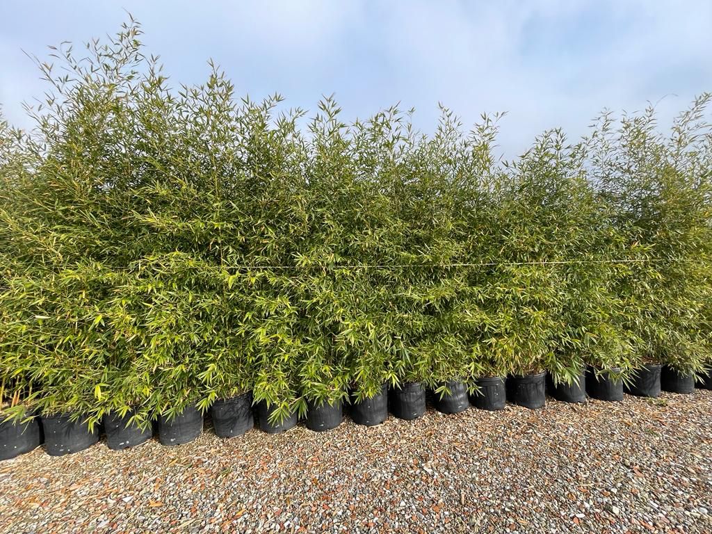 PHYLLOSTACHYS AUREA (BAMBU A CANNA GIALLA-VERDE)
