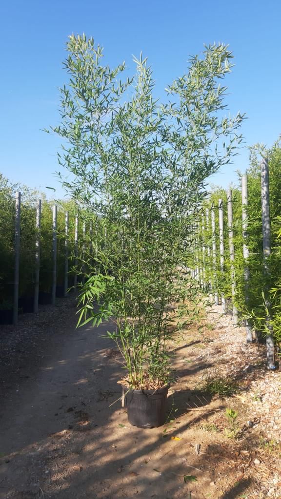 PHYLLOSTACHYS BISSETII (BAMBU A CANNA VERDE SCURO)