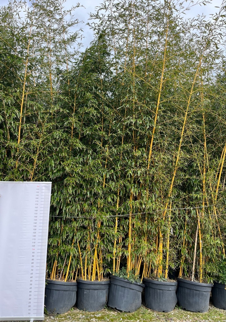 PHYLLOSTACHYS VIVAX 'AUREOCALIUS' (BAMBU' GIGANTI)