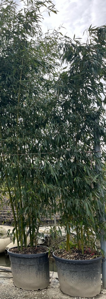 BAMBUSA VIVAX 'HUANGWENZHU' (BAMBU' GIGANTE)