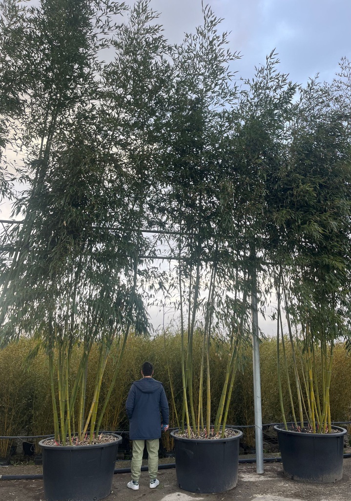 BAMBUSA VIVAX 'HUANGWENZHU' (BAMBU' GIGANTE)
