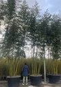BAMBUSA VIVAX 'HUANGWENZHU' (BAMBU' GIGANTE)