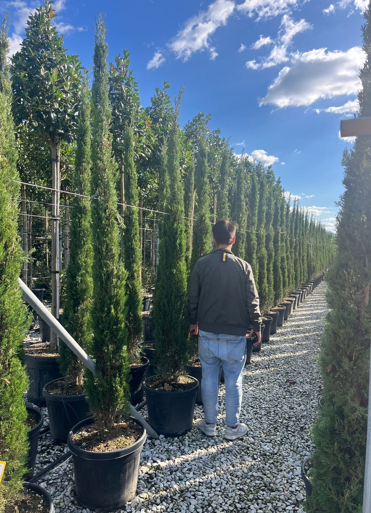 CUPRESSUS SEMPERVIRENS 'PYRAMIDALIS'