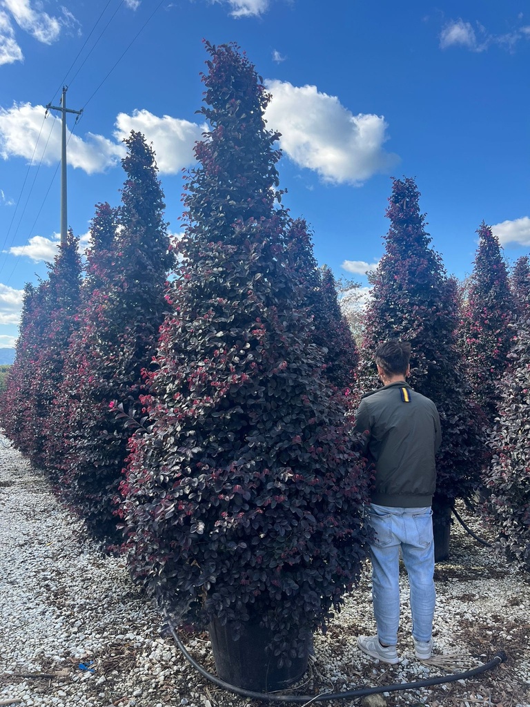 LOROPETALUM CHINENSE 'BLACK PEARL' A CONO EXTRA