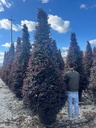 LOROPETALUM CHINENSE 'BLACK PEARL' A CONO EXTRA