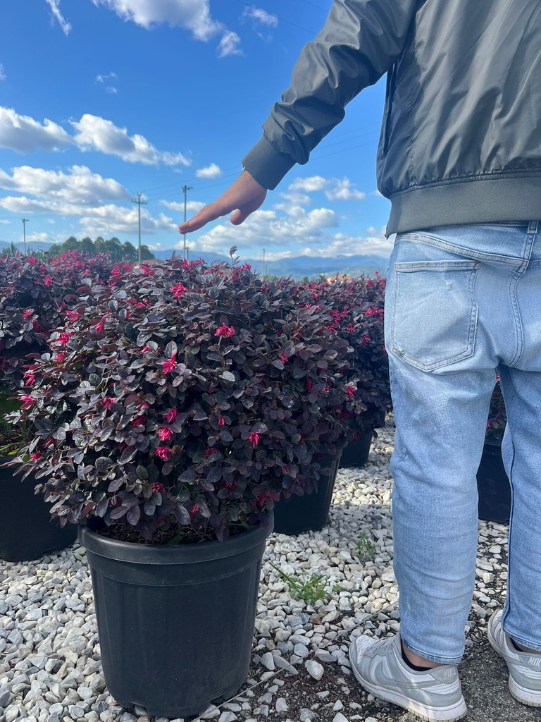 LOROPETALUM CHINENSE 'BLACK PEARL' A SFERA