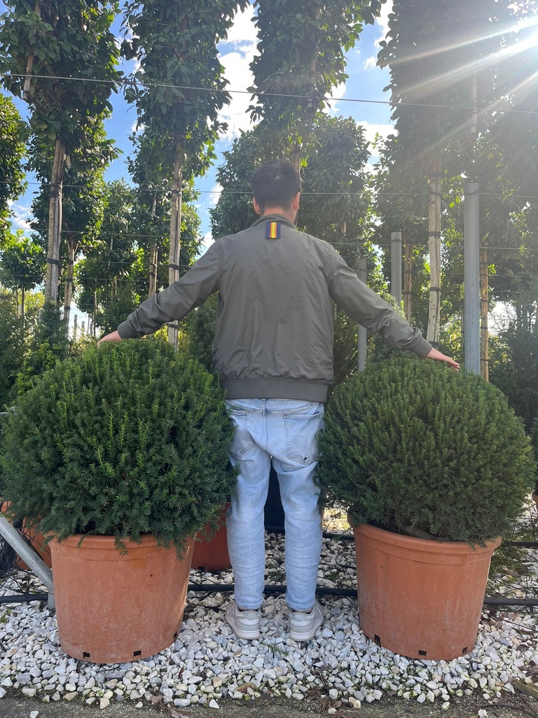 TAXUS BACCATA A SFERA EXTRA