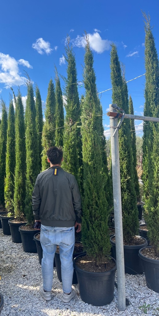 CUPRESSUS SEMPERVIRENS 'PYRAMIDALIS'