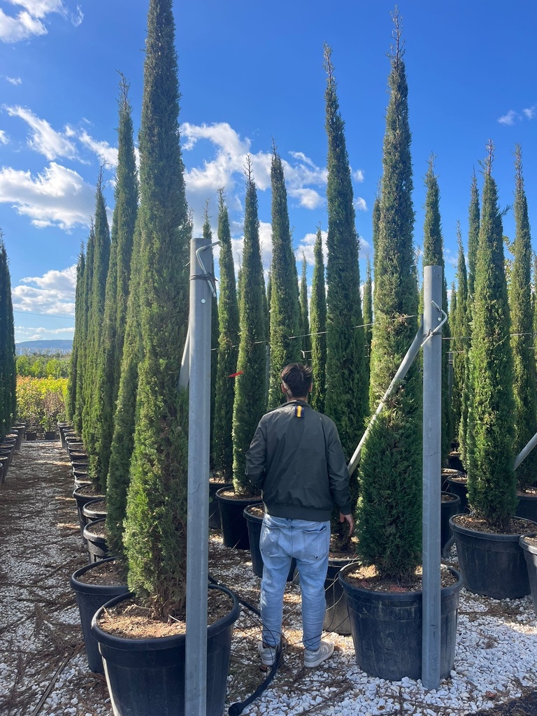 CUPRESSUS SEMPERVIRENS 'PYRAMIDALIS'
