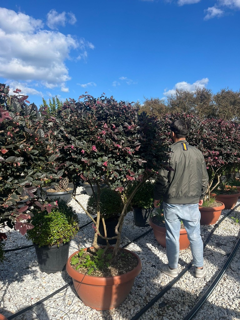 LOROPETALUM CHINENSE 'FEDE' MULTISTEM