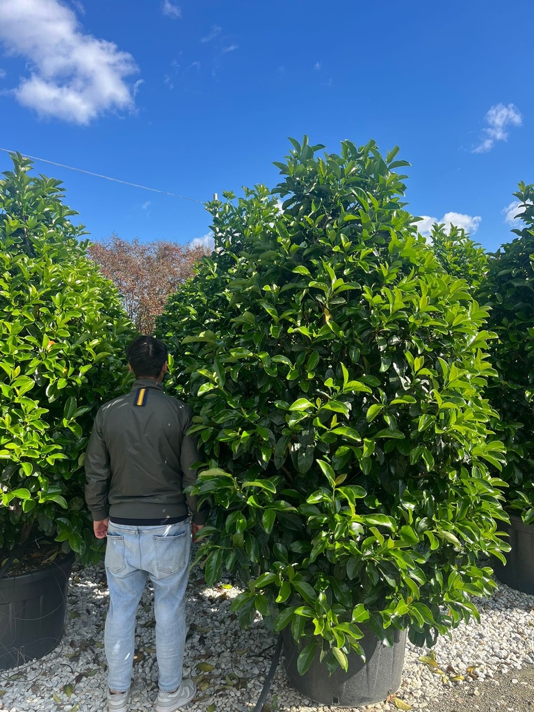 VIBURNUM LUCIDUM EXTRA