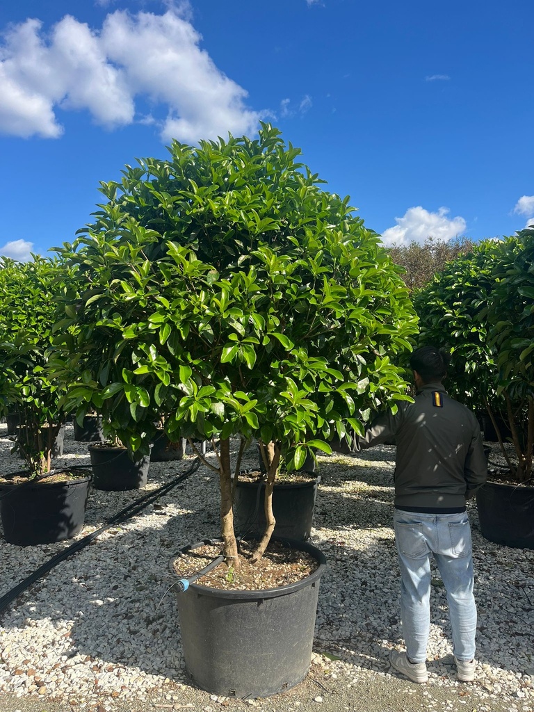 VIBURNUM LUCIDUM EXTRA MULTISTEM