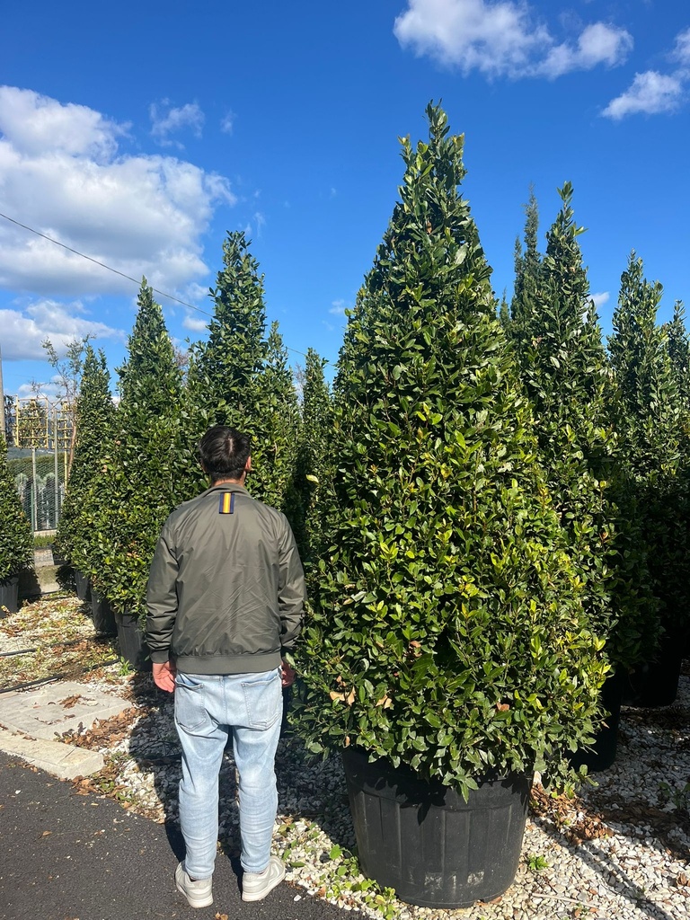 LAURUS NOBILIS (ALLORO) A CONO EXTRA