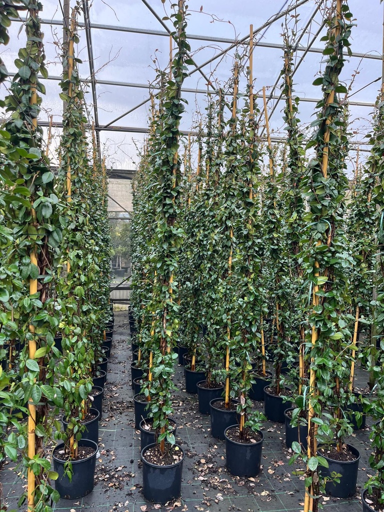 TRACHELOSPERMUM JASMINOIDES (RHYNCOSPERMUM JASMINOIDES) FALSO GELSOMINO