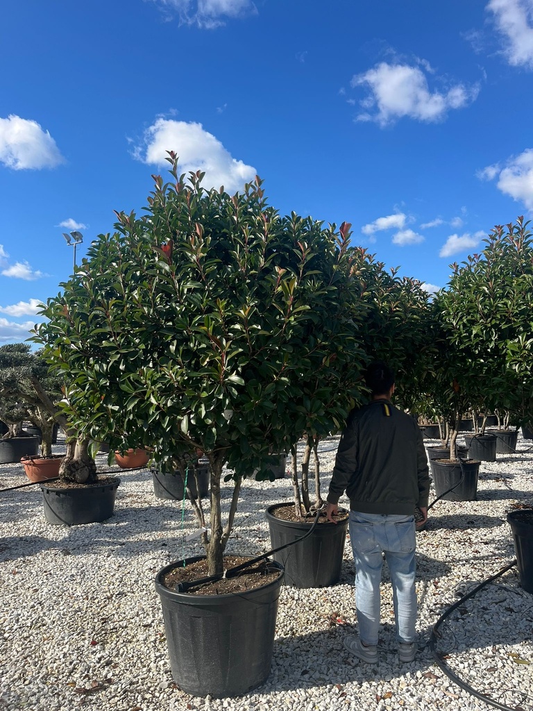 PHOTINIA X FRASERI 'RED ROBIN' MULTISTEM EXTRA