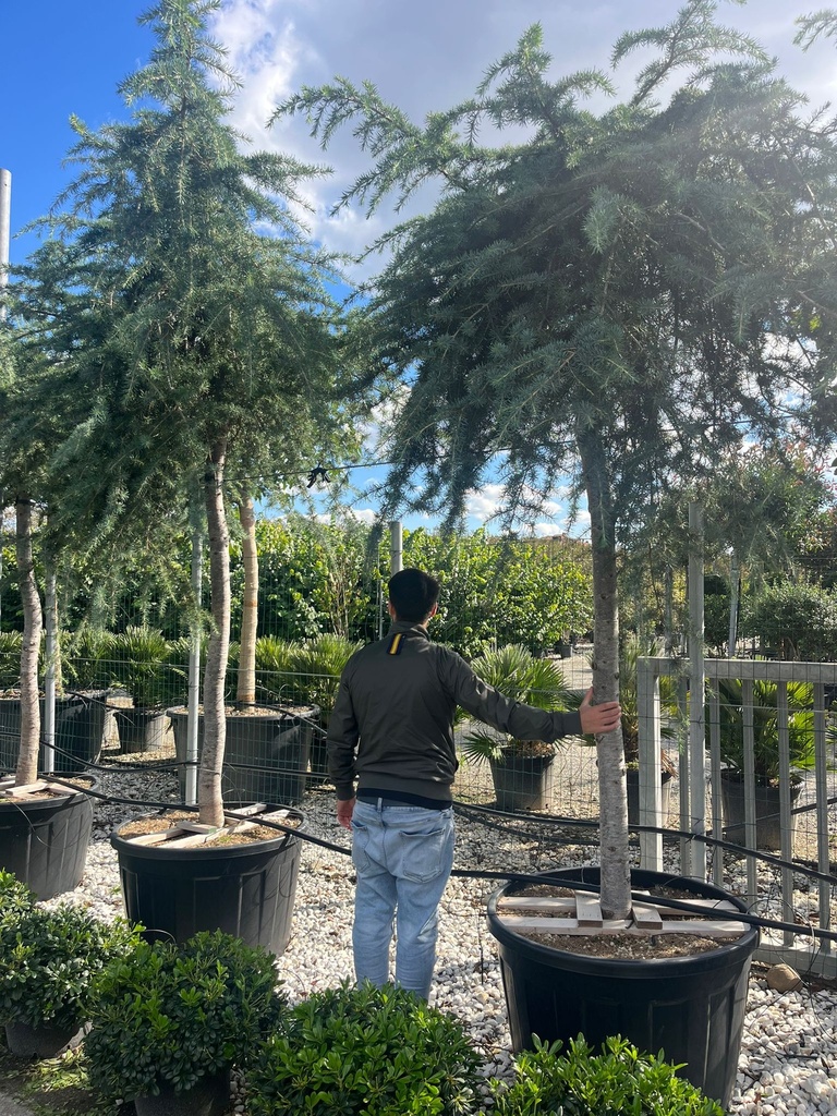 CEDRUS DEODARA 'PENDULA' (CEDRO DELL'HIMALAYA PIANGENTE) ALTO FUSTO EXTRA
