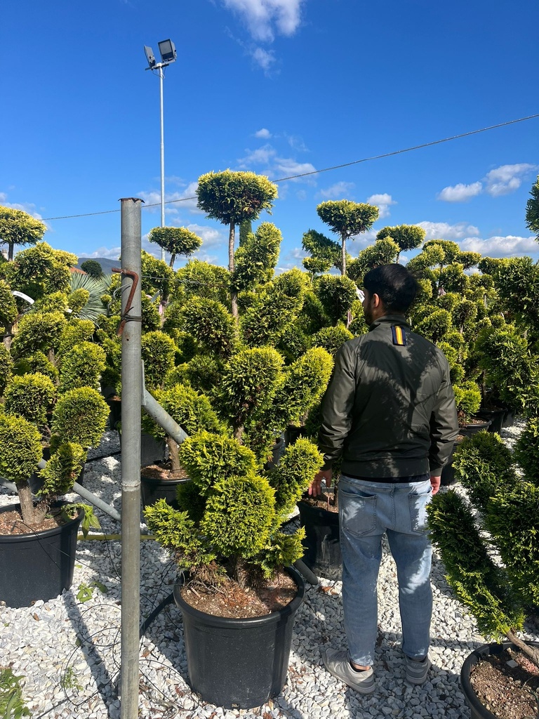 CUPRESSOCYPARIS LEYLANDII 'GOLD RIDER' BONSAI TELLER