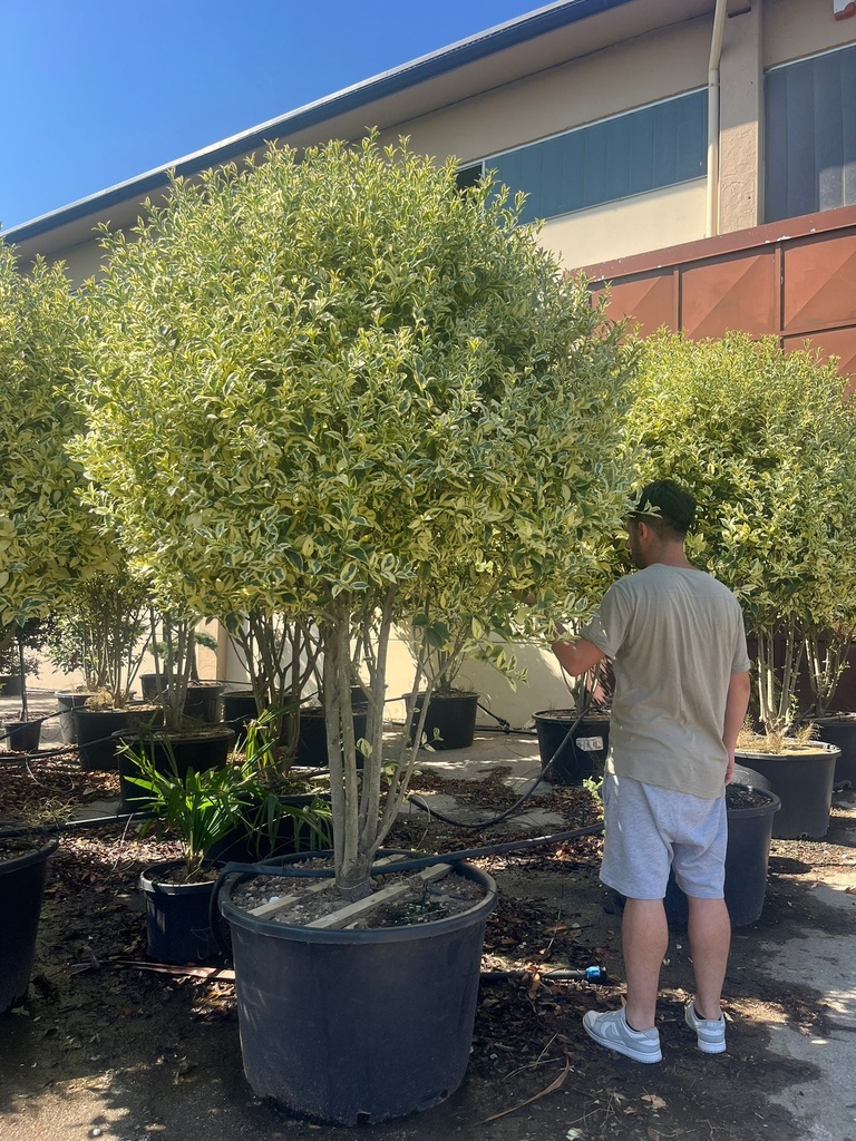 LIGUSTRUM JAPONICUM 'EXCELSUM SUPERBUM' (L. LUCIDUM 'EXCELSUM SUPERBUM') MULTISTEM EXTRA