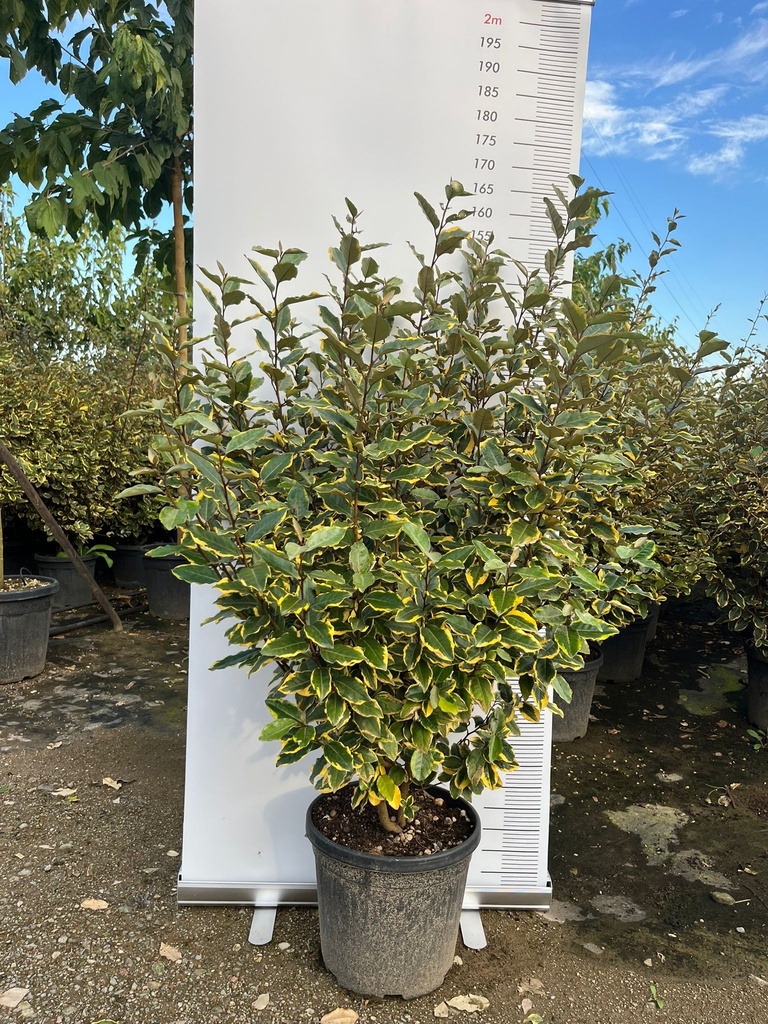ELAEAGNUS X EBBINGEI 'VIVELEG'